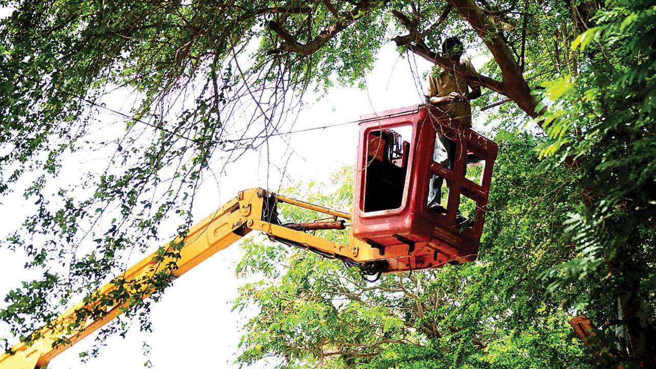 tree removal Strathmore